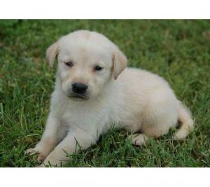 LabradorRetrieverpuppiesforsale